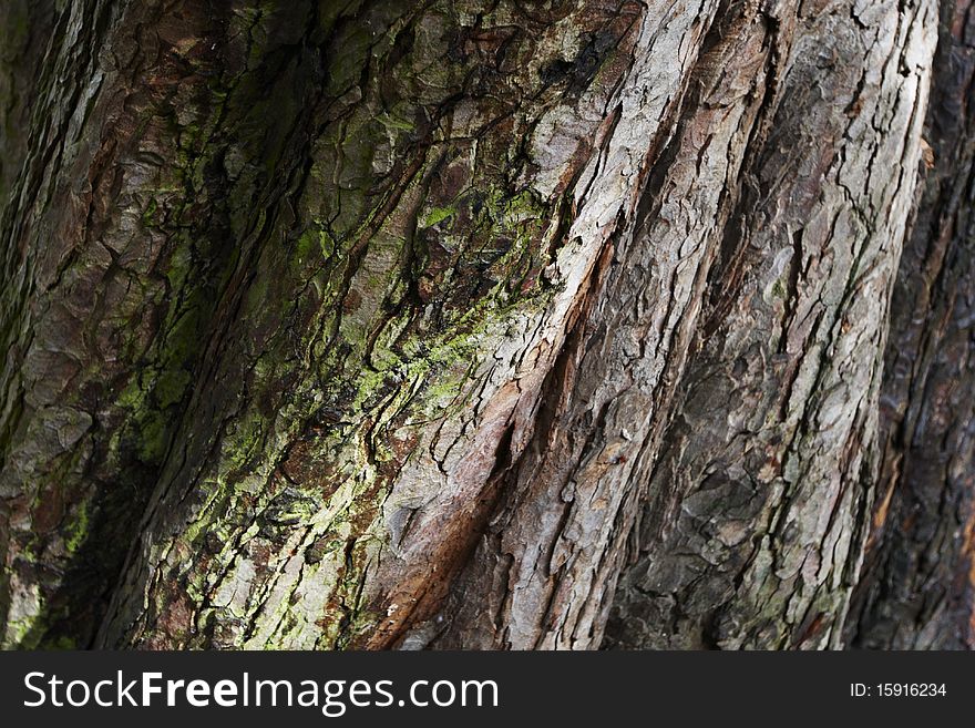 Close up of rough bark on an old tree trunk, September 2010.