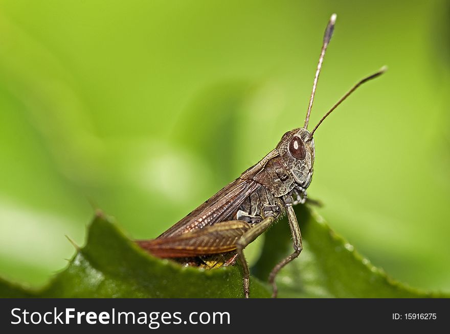 Macro image of a grasshopper