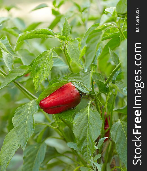 Red pepper bunch in kitchen garden
