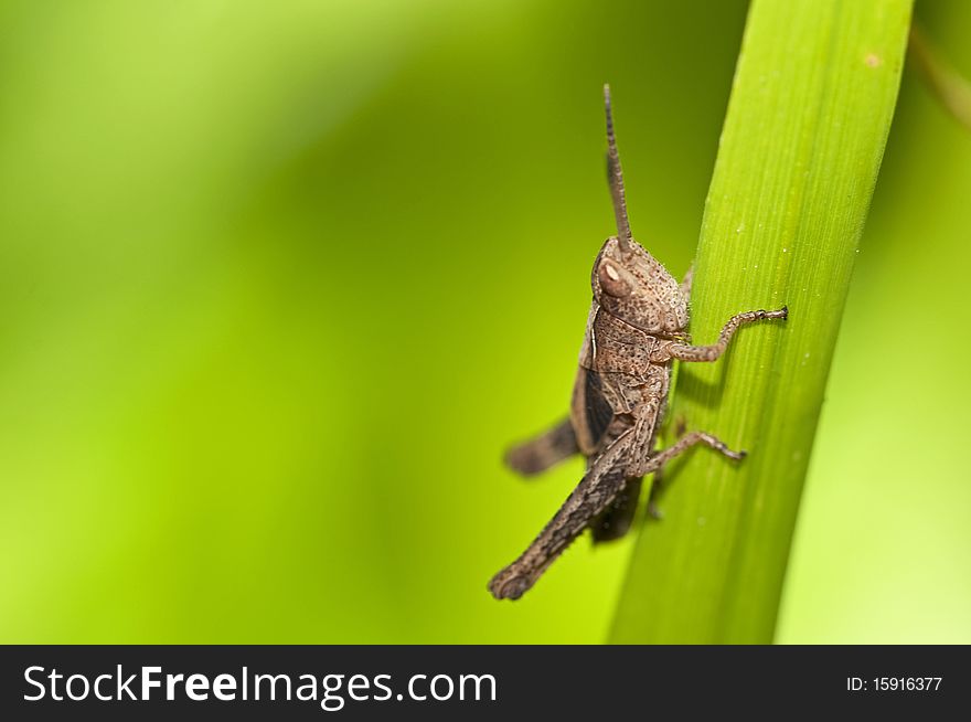 Macro image of a grasshopper on a blade of grass. Macro image of a grasshopper on a blade of grass