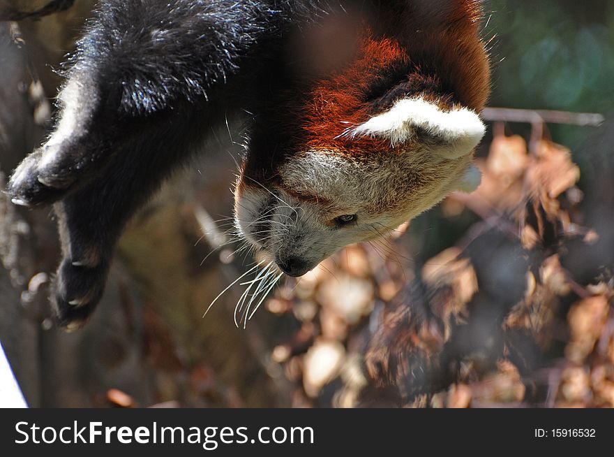 Red Panda at Dublin Zoo