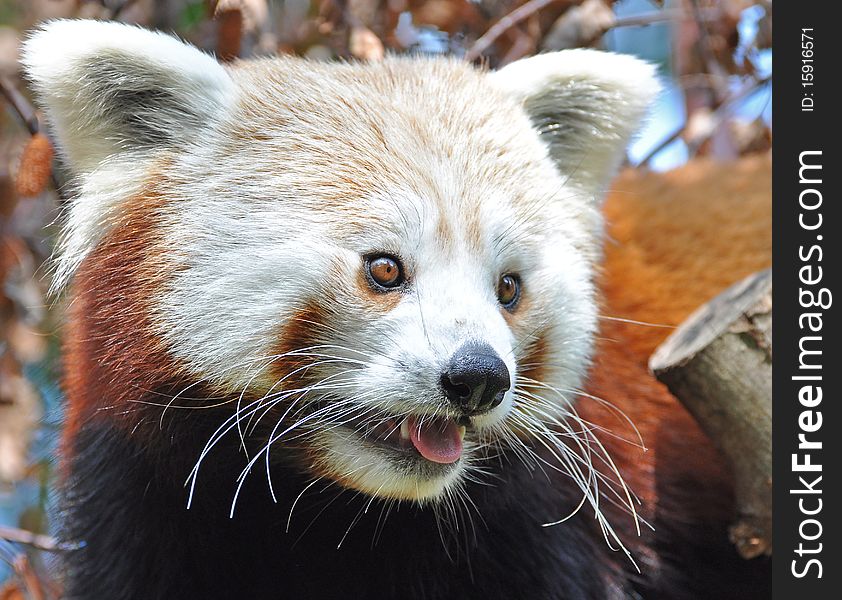 Red panda at dublin zoo, Ireland