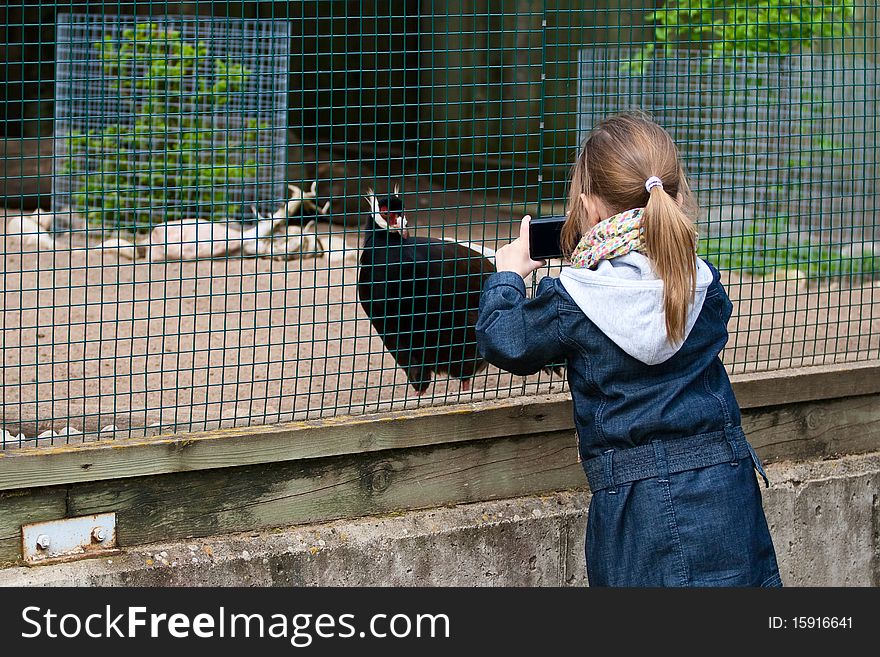 A little girl photographed pheasant through the bars at the zoo. A little girl photographed pheasant through the bars at the zoo.