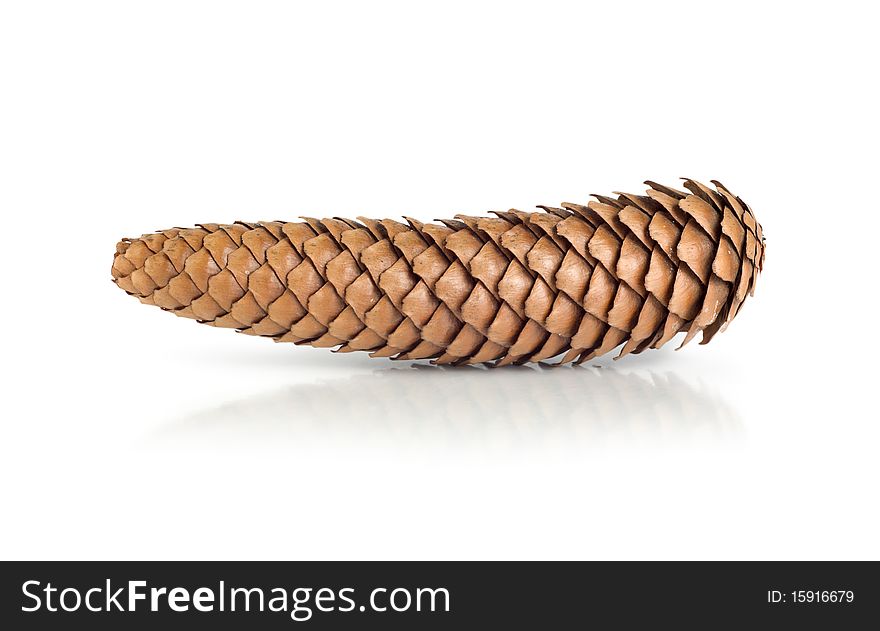 Dry pine cone isolated on white background