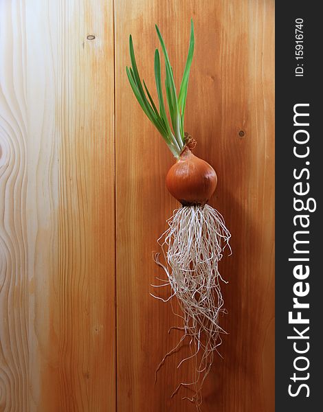 Fresh onion with green leaves & roots on wood background