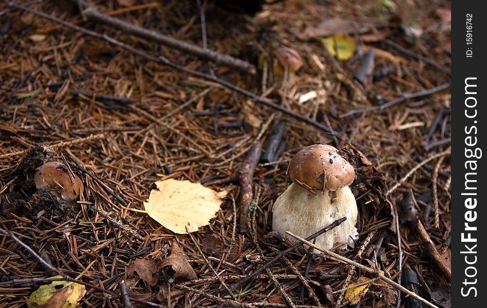 Mushroomes in forest (Boletus edulis)