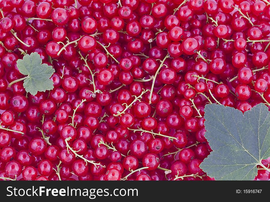 Fresh red currants, natural fruit background. Fresh red currants, natural fruit background