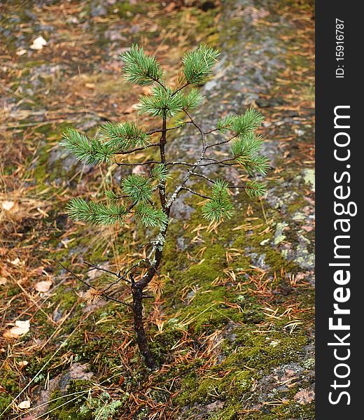 Picture of a small pine tree