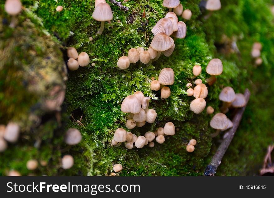 Collection of fungi Coprinus disseminatus growing from moss