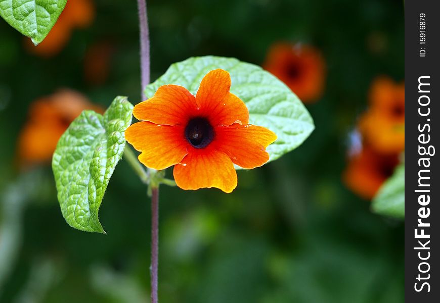 Little orange flower called convolvulus