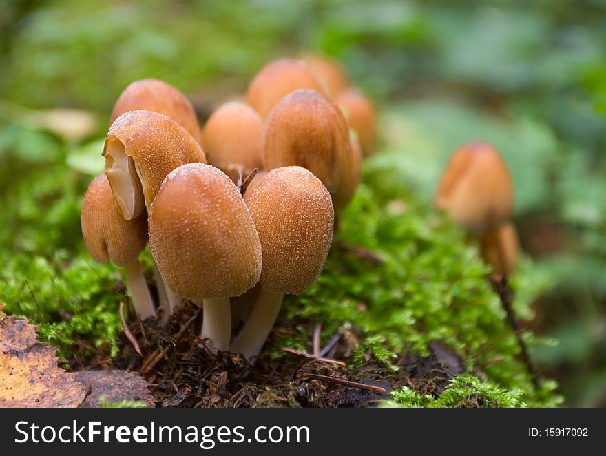 Coprinus micaceus on a moss