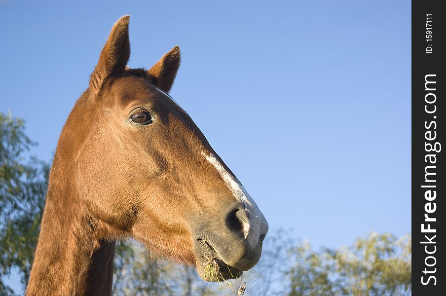 Portrait of a brown horse, in a sunny day, blue sky in the background. Portrait of a brown horse, in a sunny day, blue sky in the background.