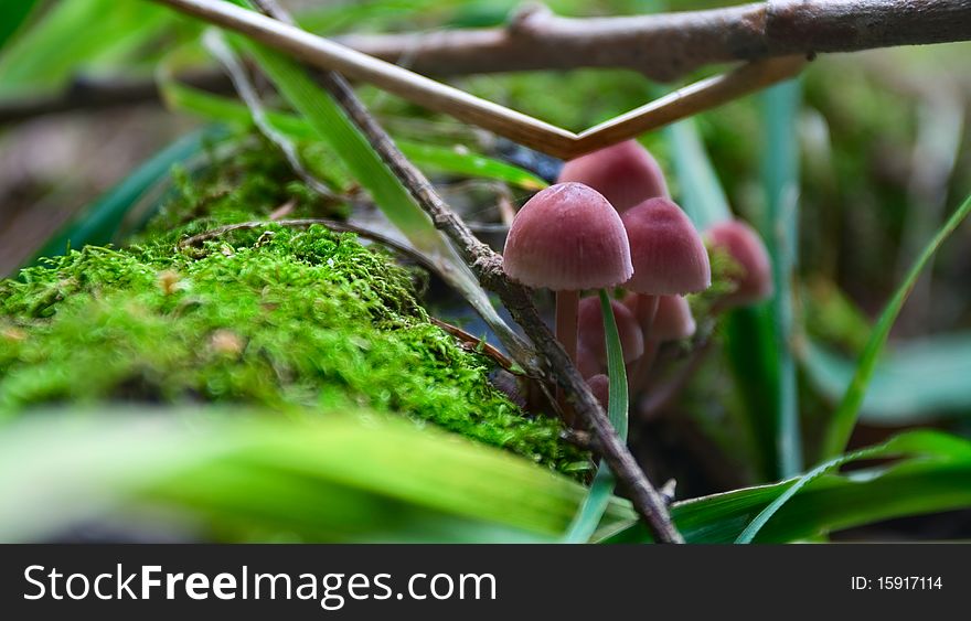 Mucena haematopus on a moss