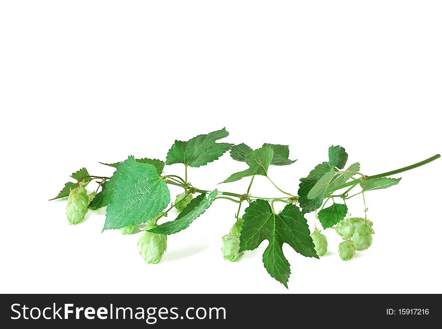 The hop branch is isolated on a white background
