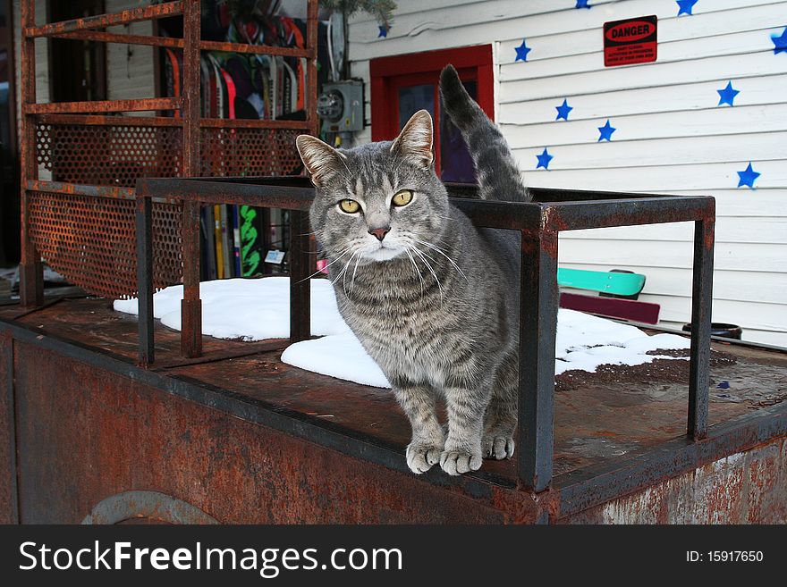 Stray Cat In Telluride, Colorado