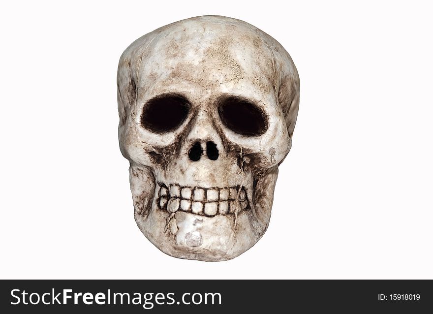 White human skull on a clean white background. White human skull on a clean white background