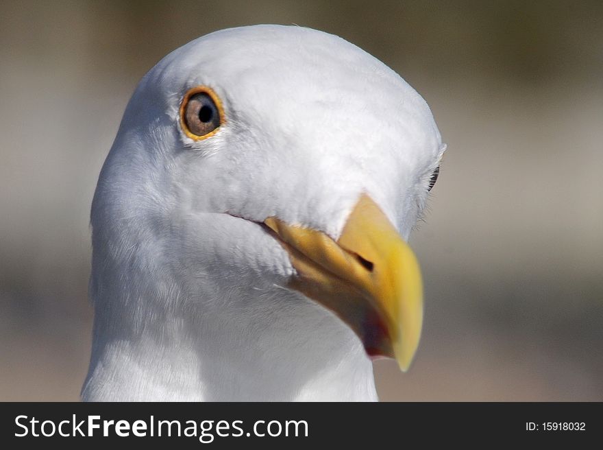 Closeup of the face of a seagull with yellow beak looking into the camera lens. Closeup of the face of a seagull with yellow beak looking into the camera lens