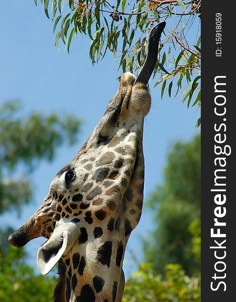 A giraffe stretches its tongue reaching for a high leafy branch. A giraffe stretches its tongue reaching for a high leafy branch