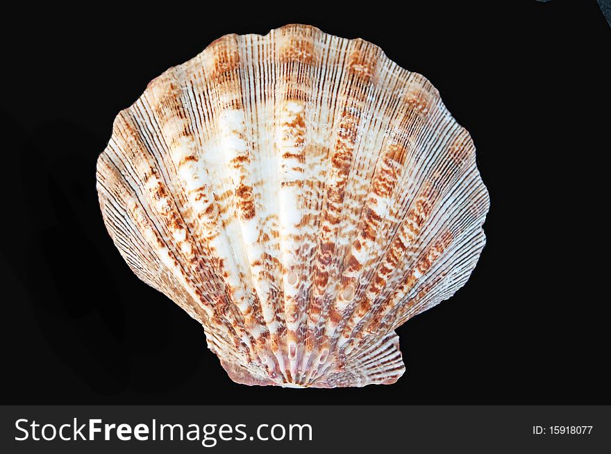 A detailed and colorful large seashell against clean black background