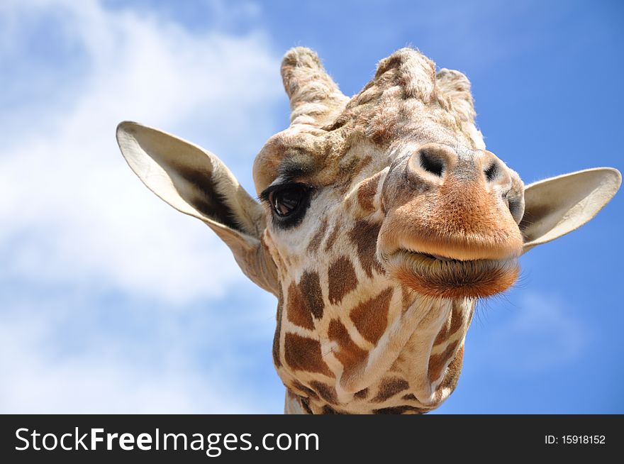 Giraffe looks down with blue sky and white clouds as backdrop. Giraffe looks down with blue sky and white clouds as backdrop
