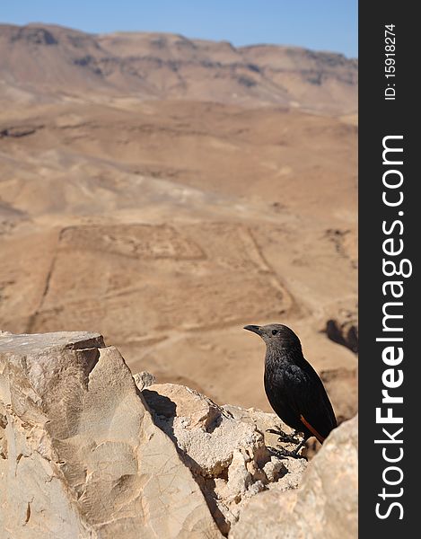 Tristam's Grackle (Onychognathus tristramii), also known as Tristam's Starling, perched on a wall atop Masada, the ancient Hebrew fortress atop a Judean desert hilltop and a UNESCO World Heritage Site, overlooking the ruins of one of the surrounding Roman siege camps. Tristam's Grackle (Onychognathus tristramii), also known as Tristam's Starling, perched on a wall atop Masada, the ancient Hebrew fortress atop a Judean desert hilltop and a UNESCO World Heritage Site, overlooking the ruins of one of the surrounding Roman siege camps.