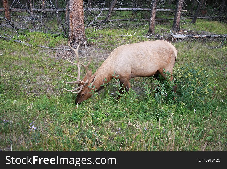 Elk eating vegetation in the Canadian Rockies off of Bow Valley Parkway.