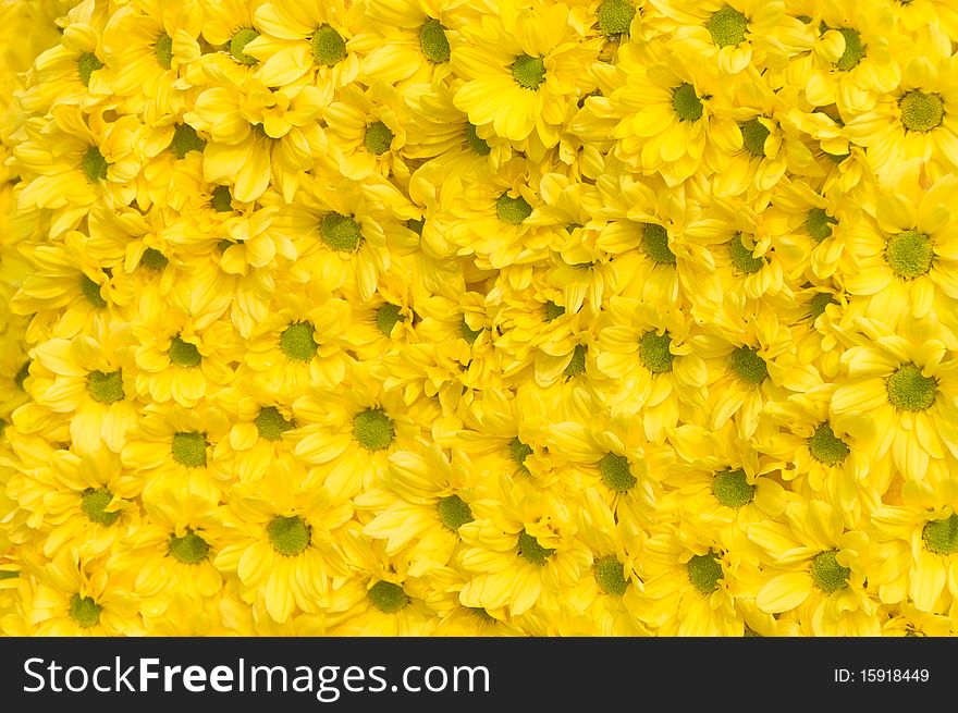 Pattern of colured fresh flowers ordered evenly. Pattern of colured fresh flowers ordered evenly