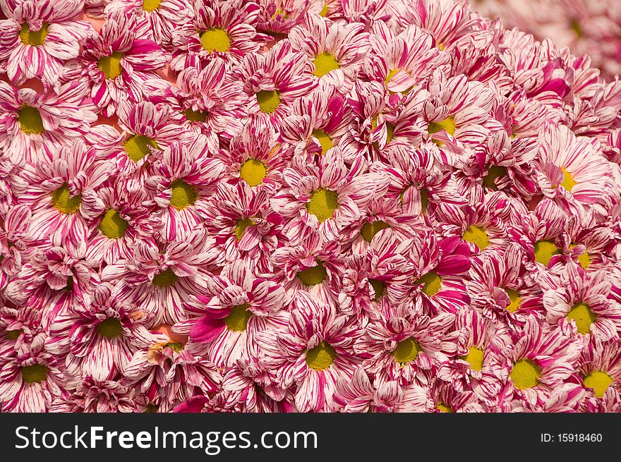 Pattern of colured fresh flowers ordered evenly. Pattern of colured fresh flowers ordered evenly