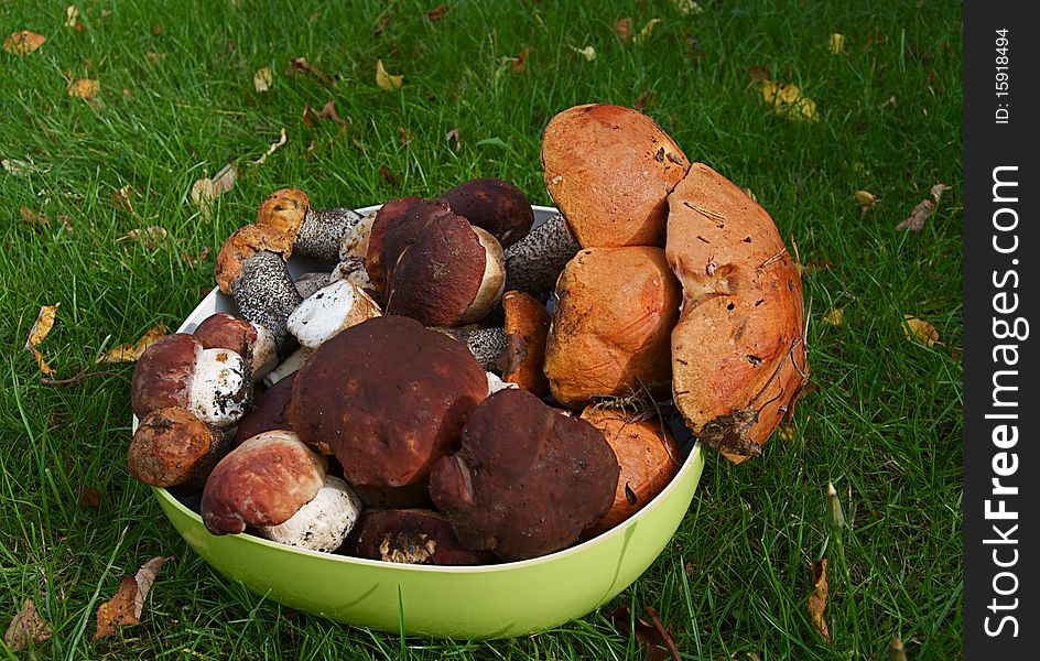 Raw mushrooms in the plaate on grass