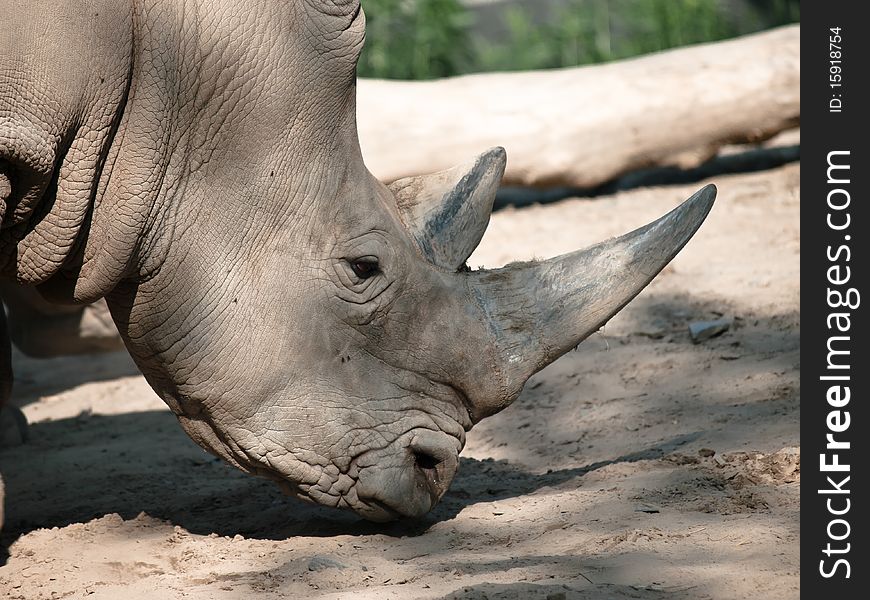 Rhinoceros head at the zoo