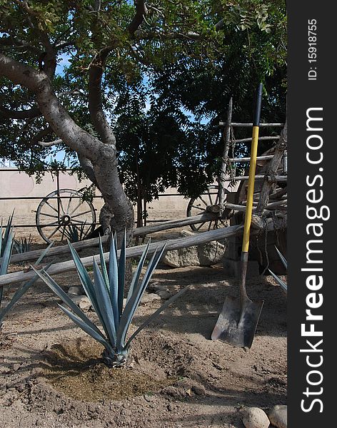 Agave plant with fertilizer being planted. Agave plant with fertilizer being planted