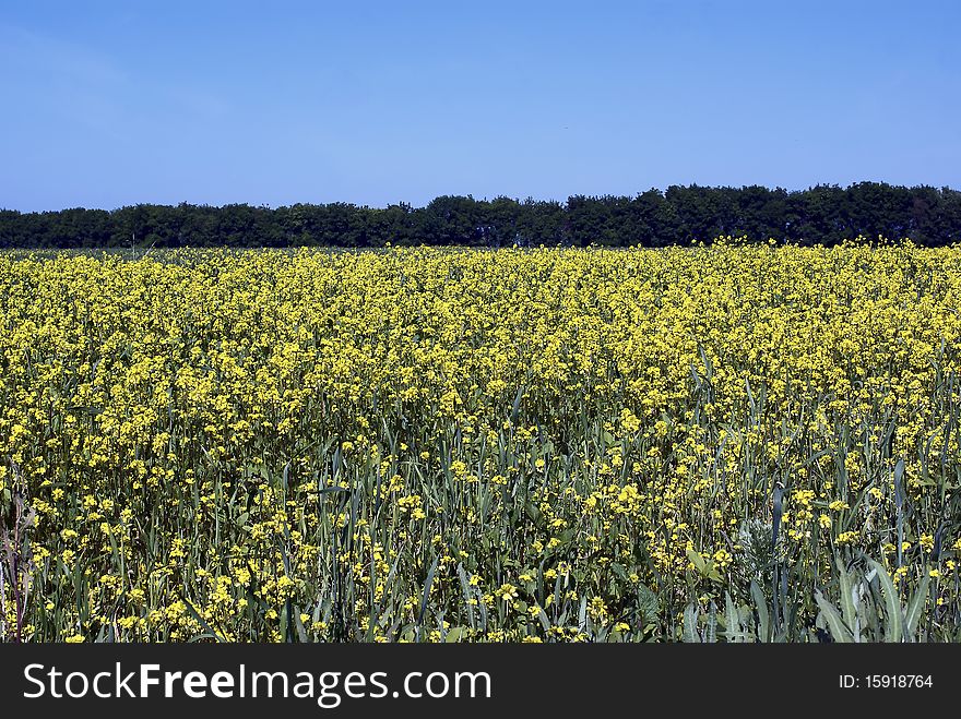 Field Of Flowers