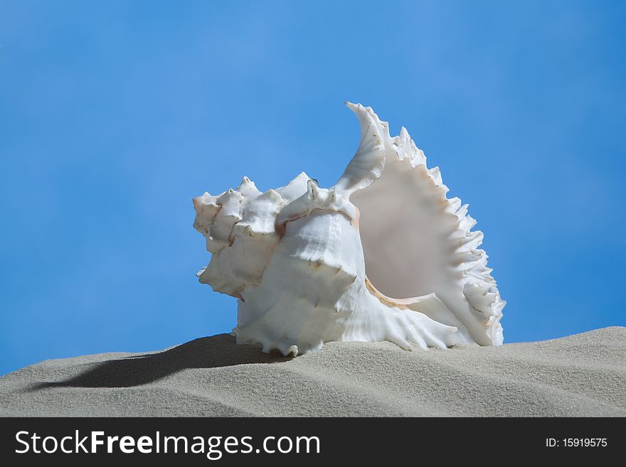 Sea cockleshell on background of the blue sky. (Close-up)