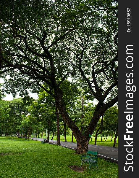 Bench and tree in park