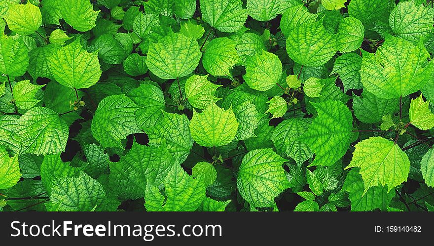 Beautiful fresh green leaves pattern for background at garden park