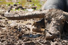 Buffalo In The Mud Royalty Free Stock Photos Buffalo In The Mud Royalty Free Stock Photos
