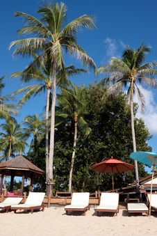 Palm Tree On The Beach Royalty Free Stock Photo