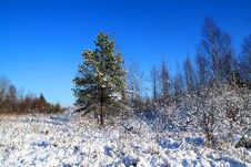 Pine On Winter Field Royalty Free Stock Image Pine On Winter Field Royalty Free Stock Image