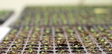 Greenhouse Royalty Free Stock Images Greenhouse Royalty Free Stock Images