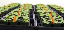 Greenhouse Royalty Free Stock Photos Greenhouse Royalty Free Stock Photos