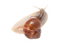 The Garden Snail Stock Images
