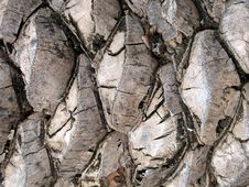 Palm Bark Royalty Free Stock Image