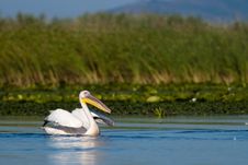 White Pelican Taking Off Stock Photography White Pelican Taking Off Stock Photography