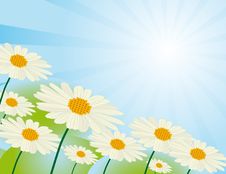 Chamomile Flowers Royalty Free Stock Images Chamomile Flowers Royalty Free Stock Images