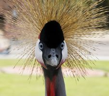 Black Crowned Crane. The Look. Royalty Free Stock Photography Black Crowned Crane. The Look. Royalty Free Stock Photography
