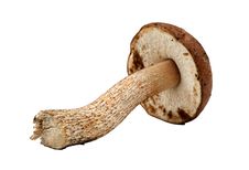 Brown Mushroom Isolated Stock Photo