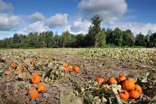 Harvest In A Field Of Pumpkins In Early Fall Royalty Free Stock Photo Harvest In A Field Of Pumpkins In Early Fall Royalty Free Stock Photo