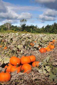 Harvest In A Field Of Pumpkins In Early Fall Royalty Free Stock Photo Harvest In A Field Of Pumpkins In Early Fall Royalty Free Stock Photo