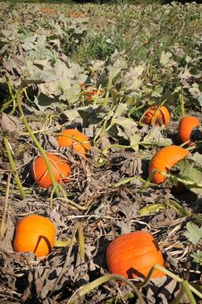 Harvest In A Field Of Pumpkins In Early Fall Stock Photography Harvest In A Field Of Pumpkins In Early Fall Stock Photography