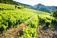 Vineyards In Provence Stock Photography Vineyards In Provence Stock Photography